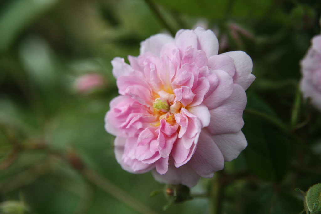 růže Pauls Himalayan Musk