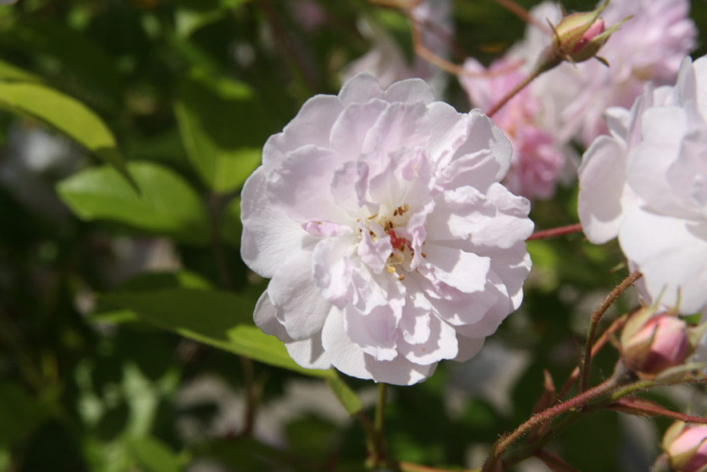 růže Paul�s Himalayan Musk
