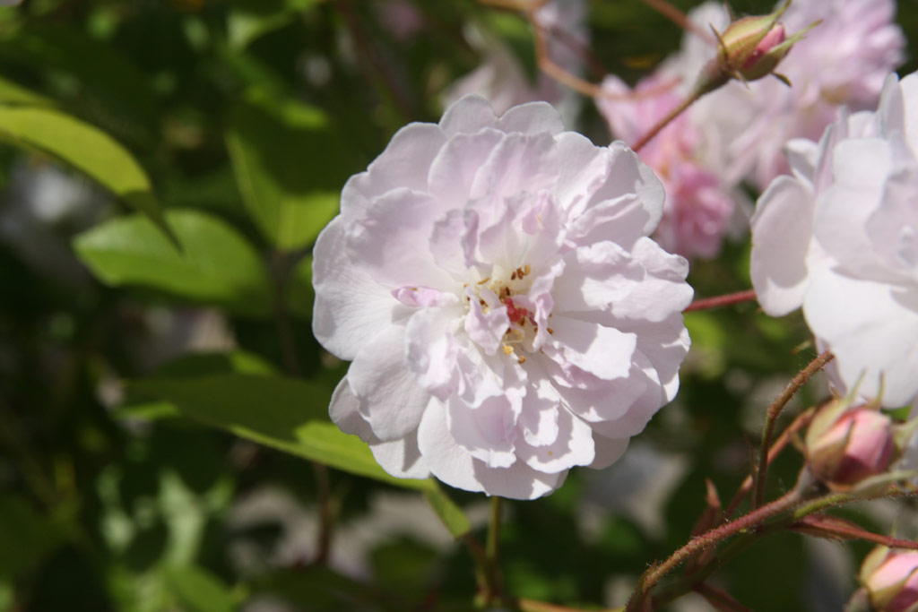 růže Pauls Himalayan Musk