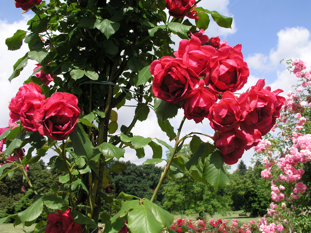 růže Pauls Scarlet Climber