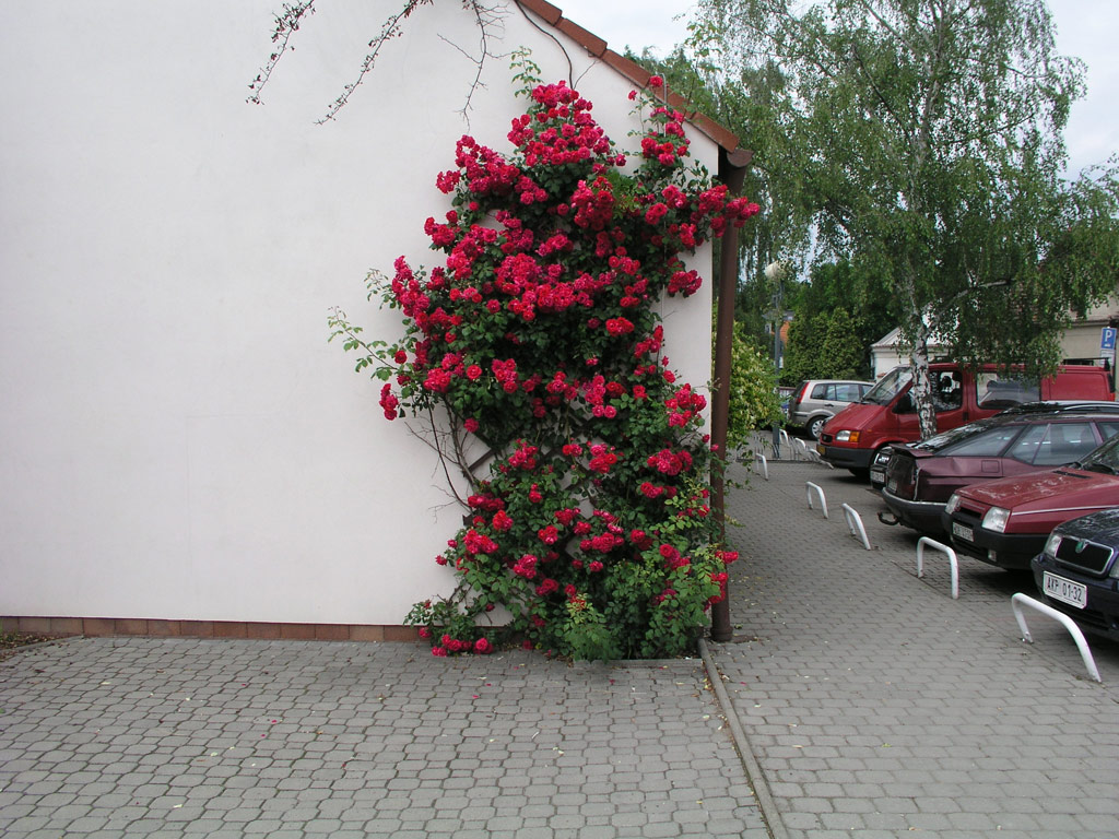 růže Pauls Scarlet Climber