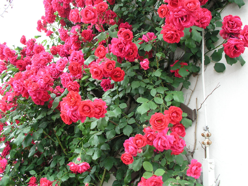 růže Paul�s Scarlet Climber