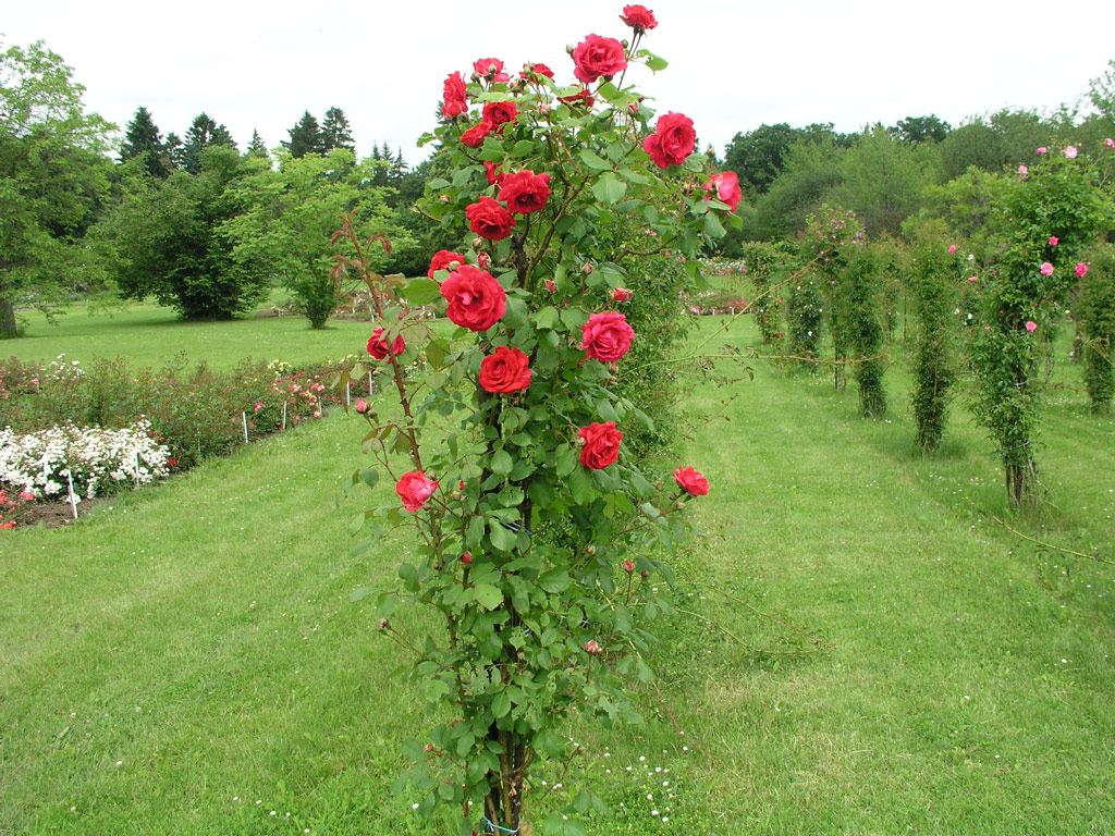 růže Pauls Scarlet Climber
