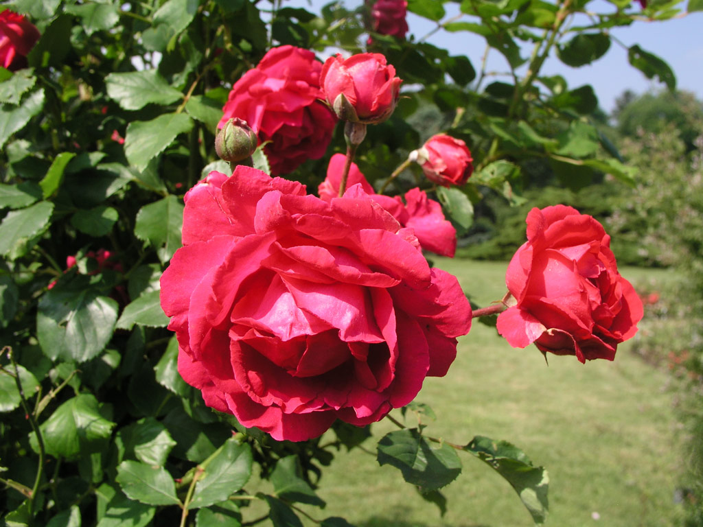 růže Pauls Scarlet Climber