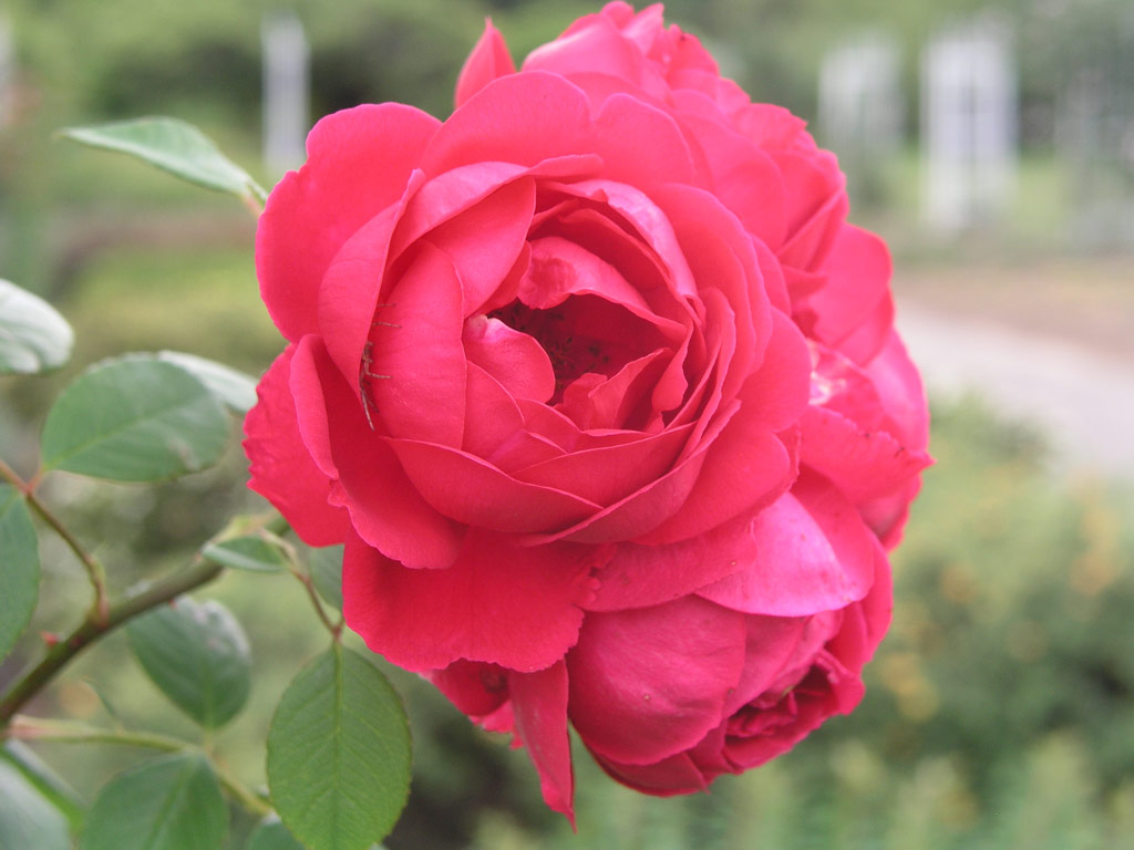 růže Pauls Scarlet Climber