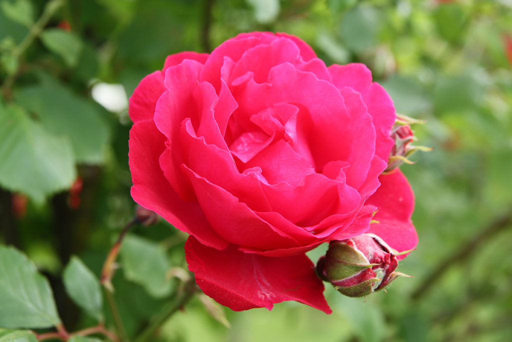 růže Paul�s Scarlet Climber