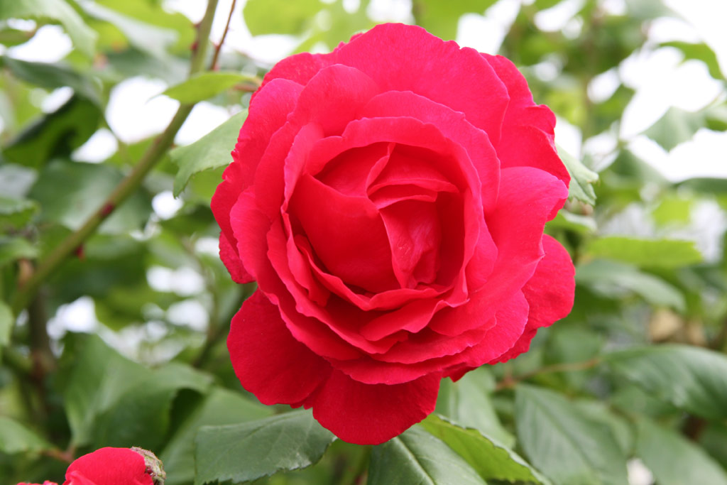 růže Pauls Scarlet Climber