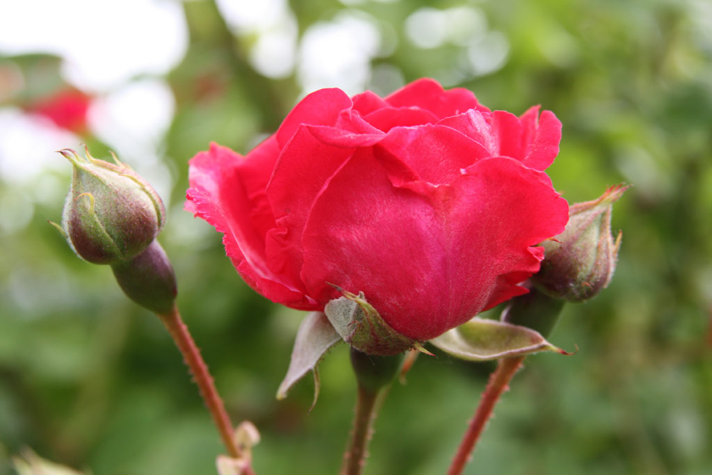 růže Pauls Scarlet Climber