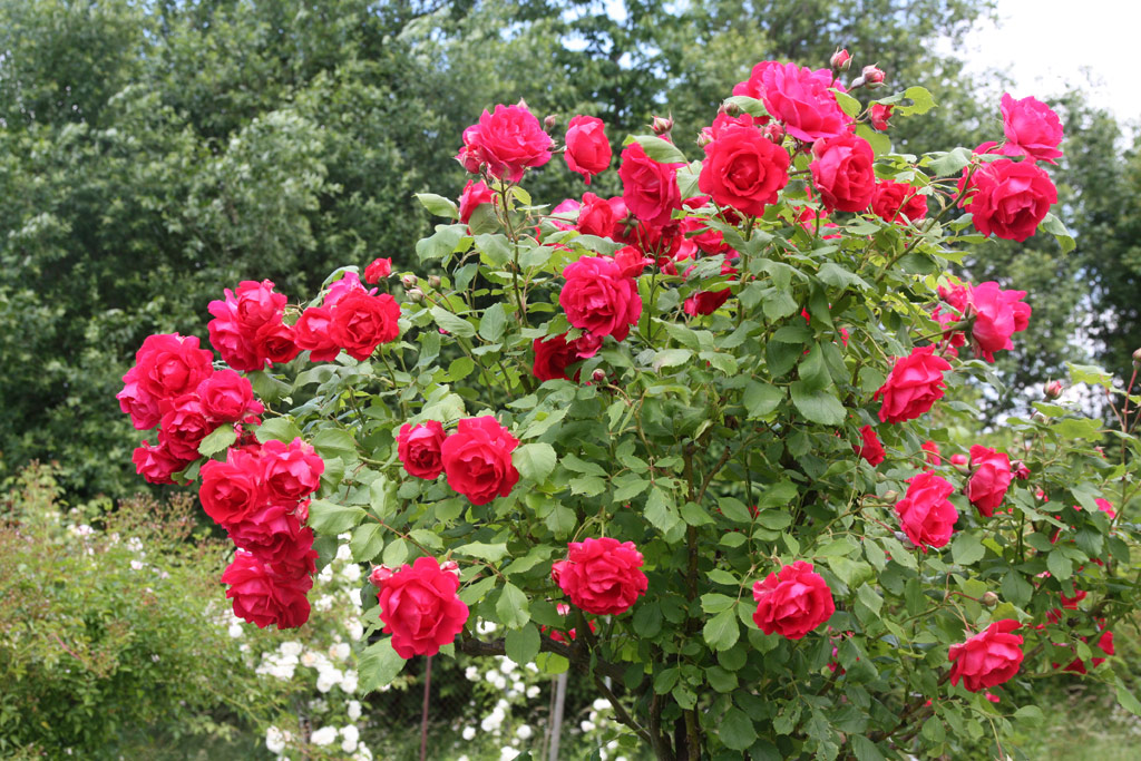 růže Pauls Scarlet Climber