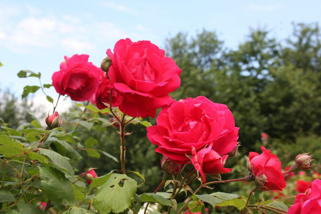 růže Pauls Scarlet Climber