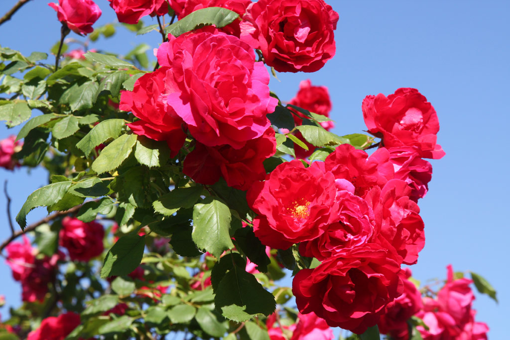 růže Pauls Scarlet Climber