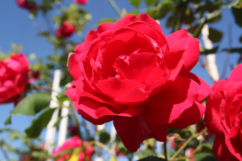 růže Pauls Scarlet Climber