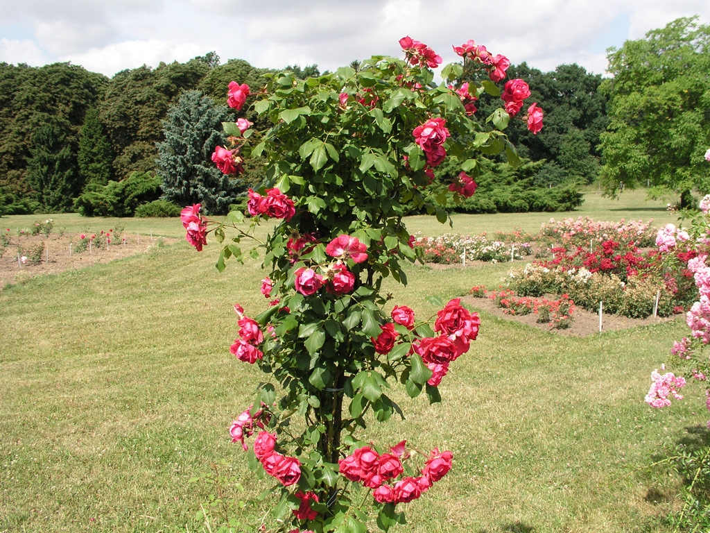 růže Pauls Scarlet Climber