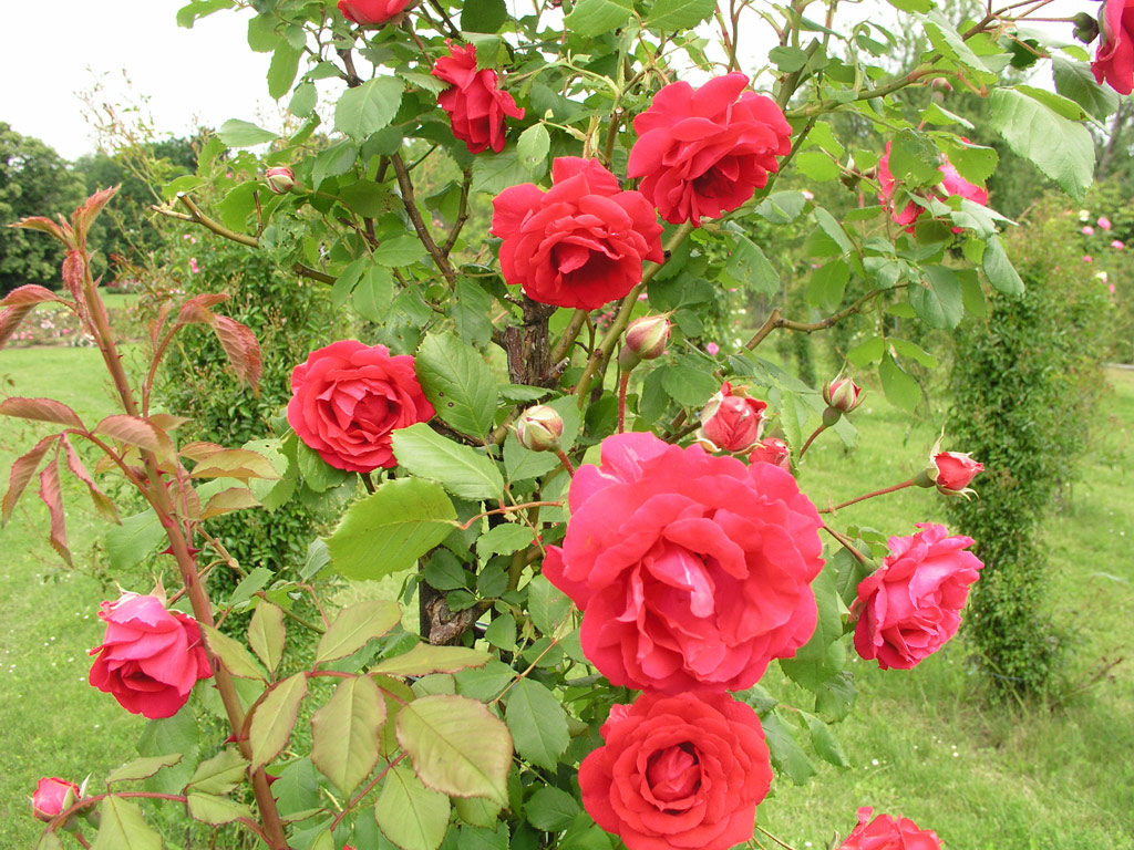 růže Pauls Scarlet Climber