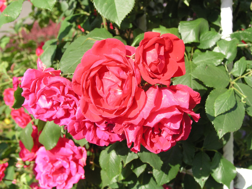 růže Pauls Scarlet Climber