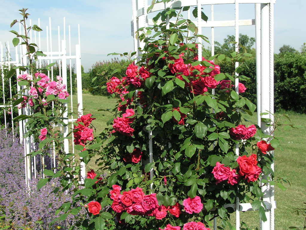 růže Pauls Scarlet Climber