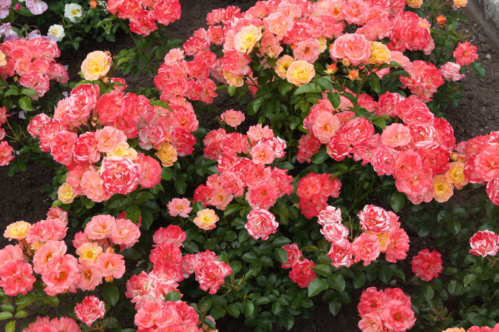 růže Peach Compact Meidiland