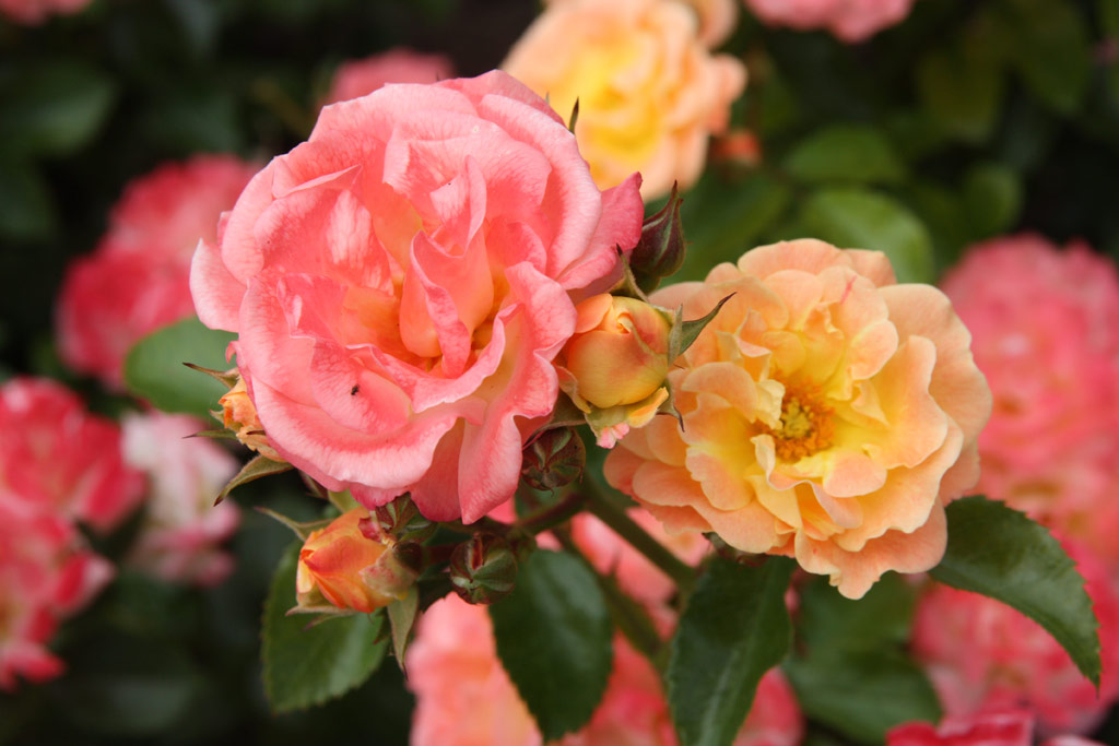 růže Peach Compact Meidiland