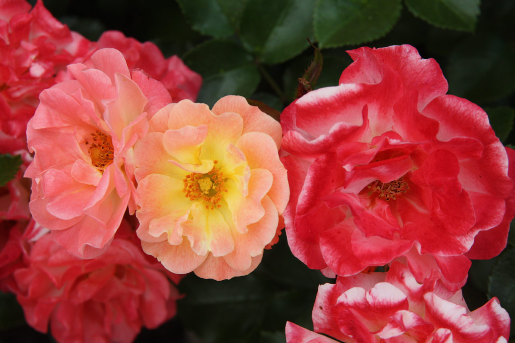 růže Peach Compact Meidiland