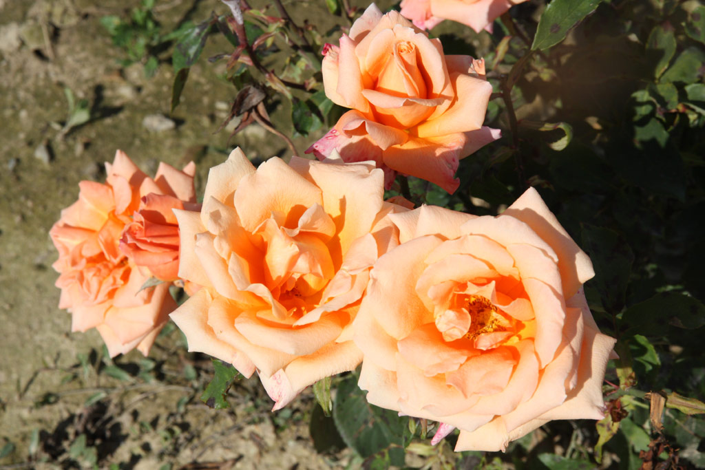 růže Peach Melba (Kordes)