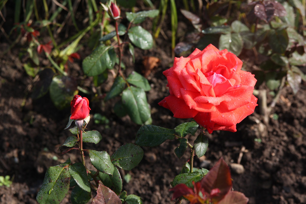 růže Pegasus (VEG)