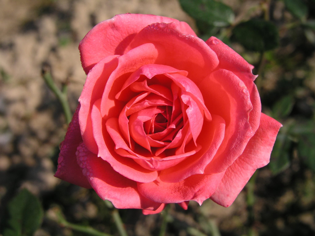 růže Perla Coralin