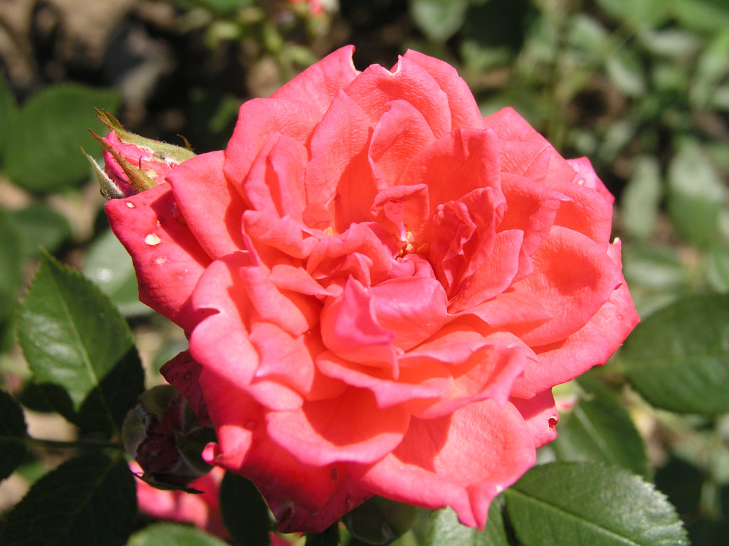 růže Perla Coralin