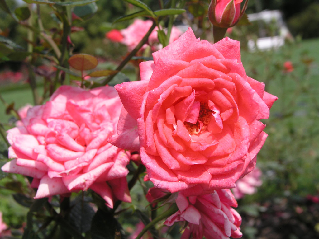 růže Perla Coralin