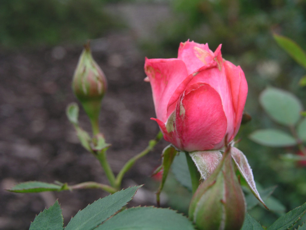 růže Perla Coralin