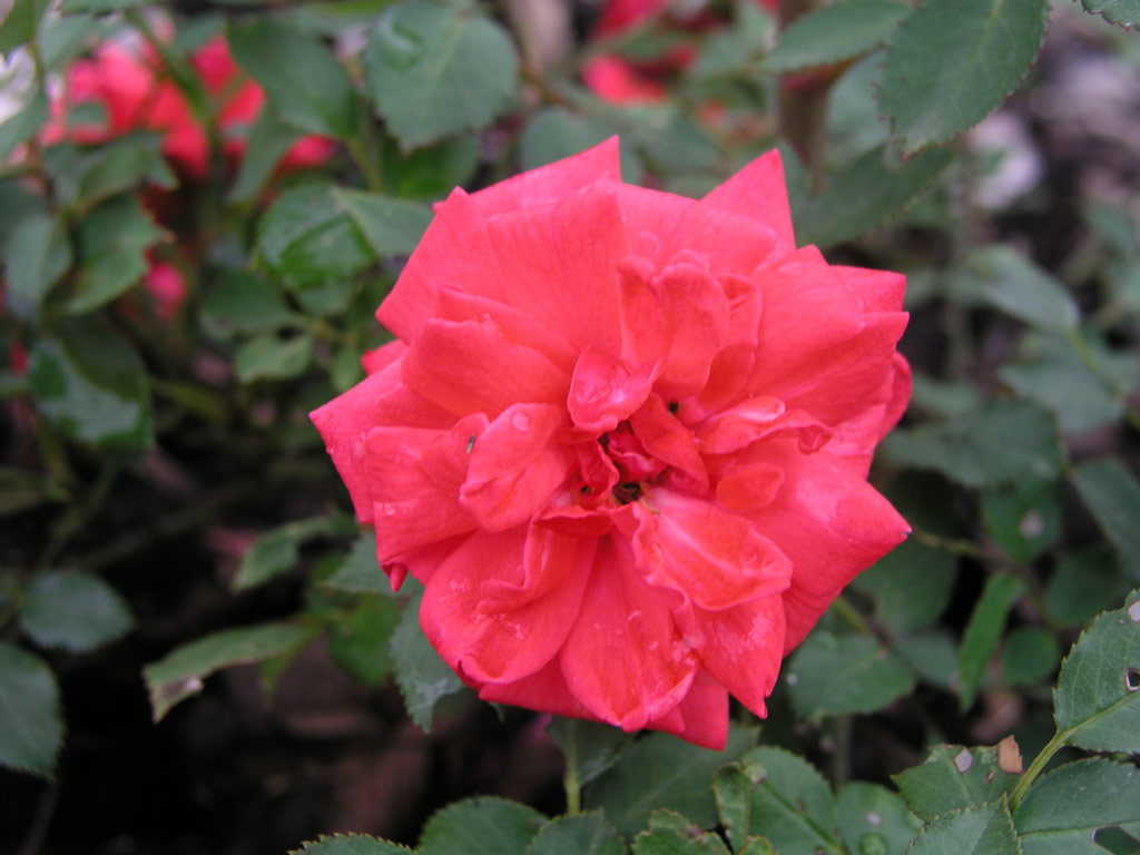 růže Perla Coralin