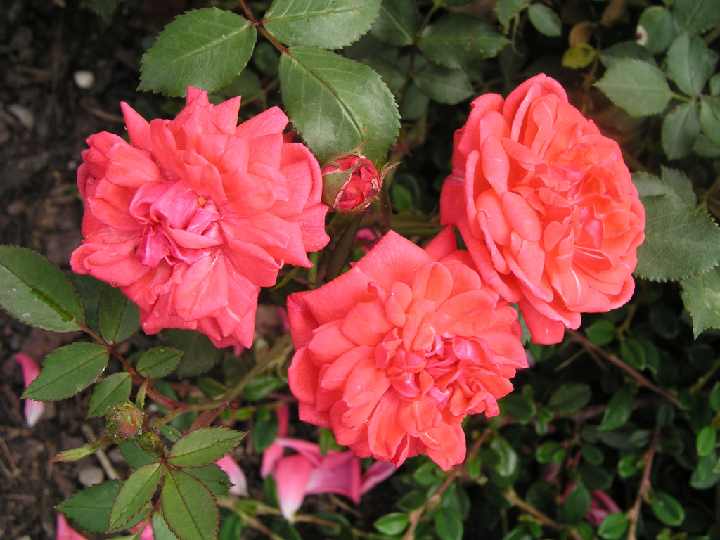 růže Perla Coralin