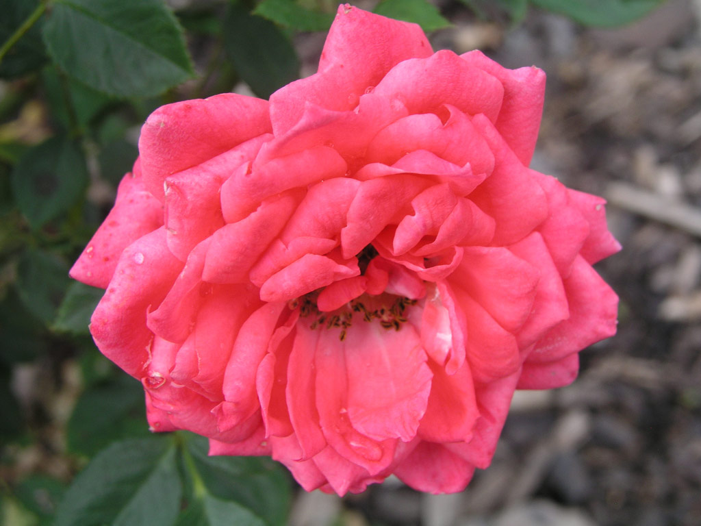 růže Perla Coralin