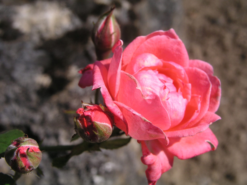 růže Perla Coralin