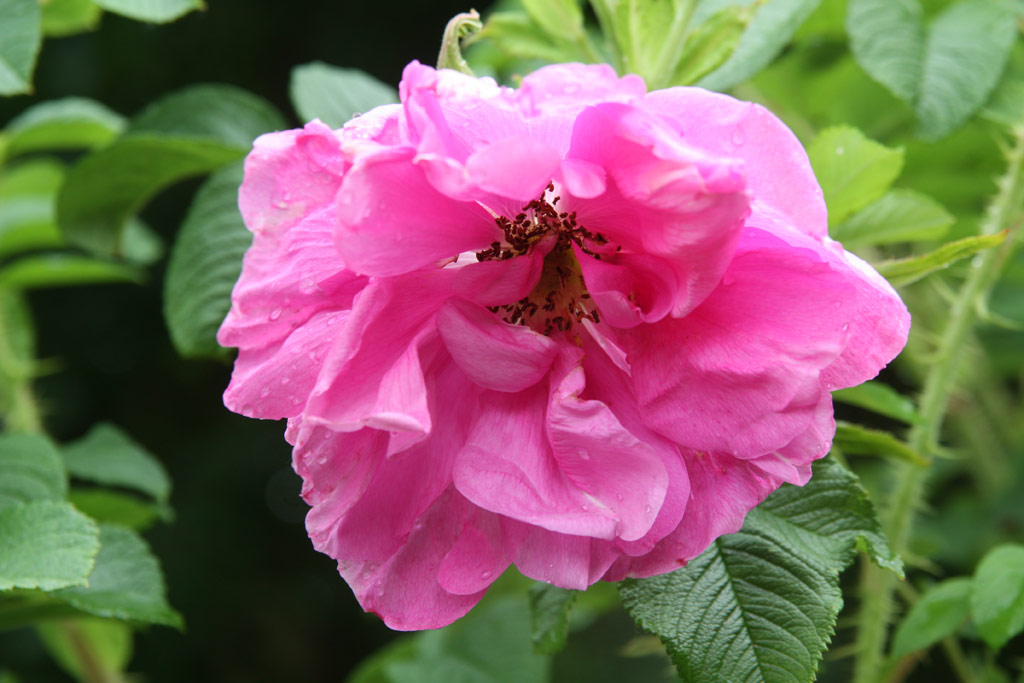 růže Pierette (Uhl)