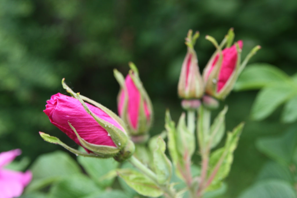 růže Pierette (Uhl)