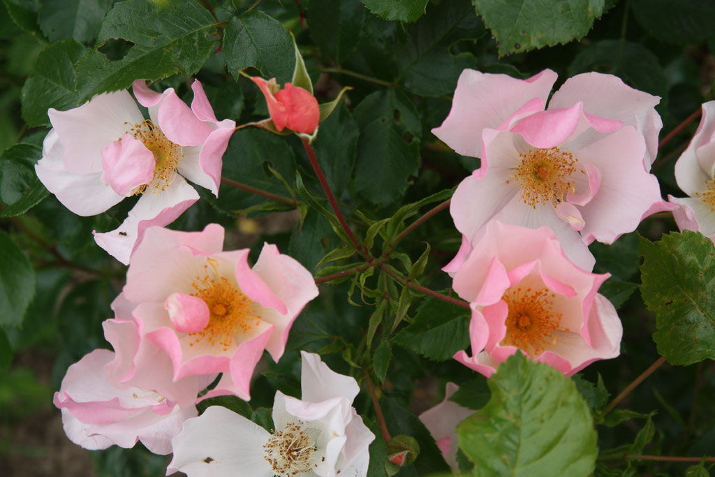 růže Pierre Gagnaire