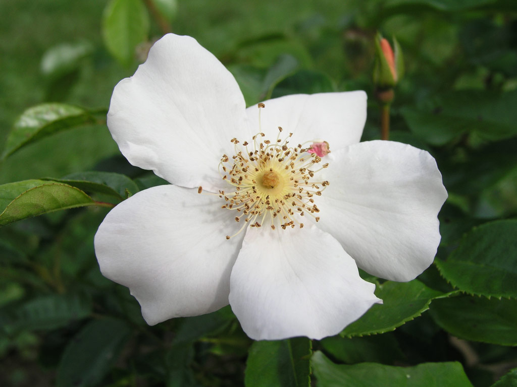 růže Pierre Gagnaire