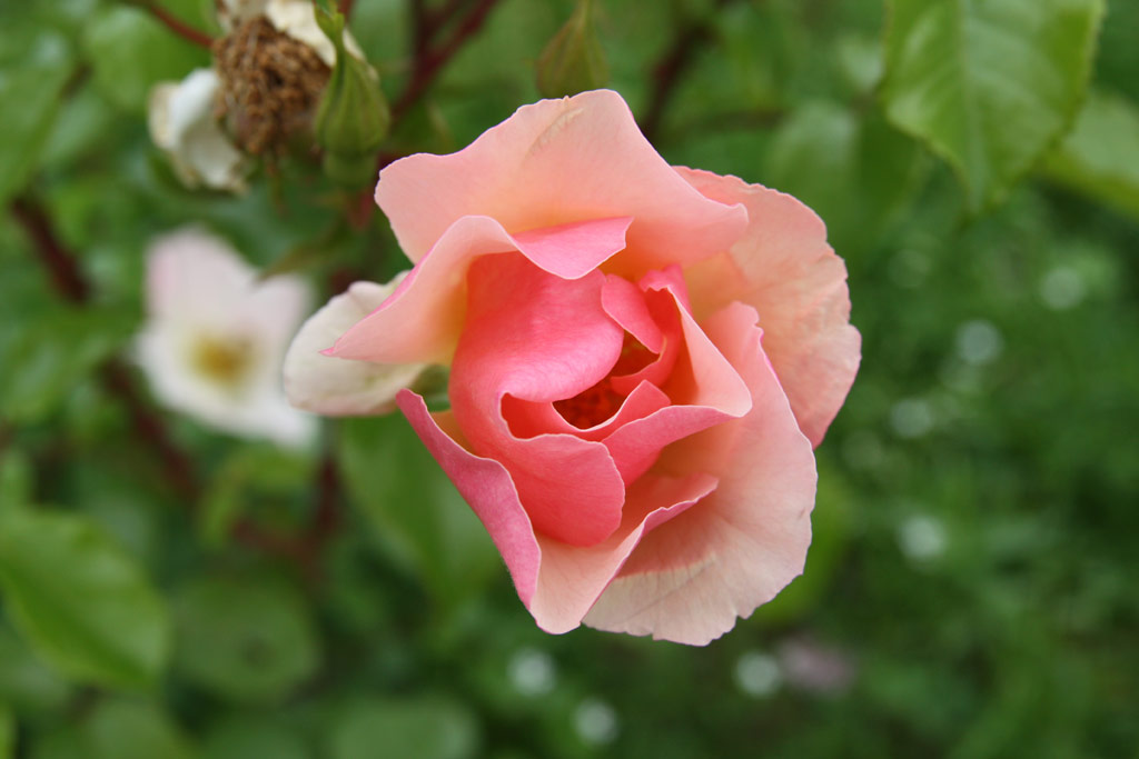 růže Pierre Gagnaire