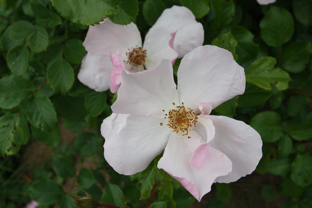 růže Pierre Gagnaire