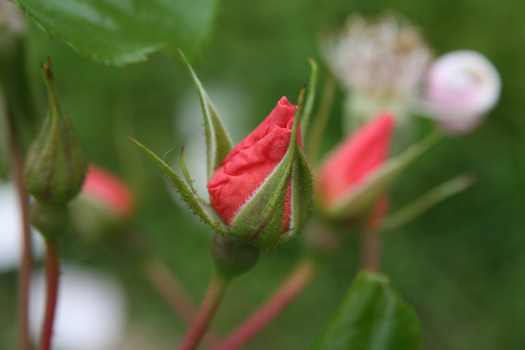 růže Pierre Gagnaire