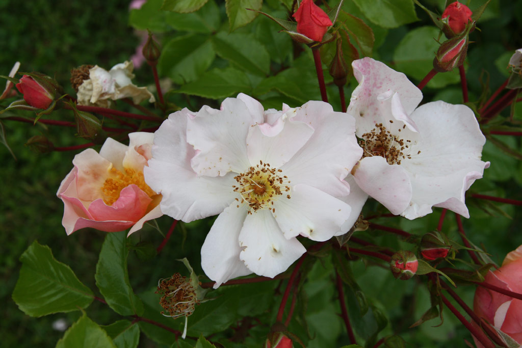 růže Pierre Gagnaire