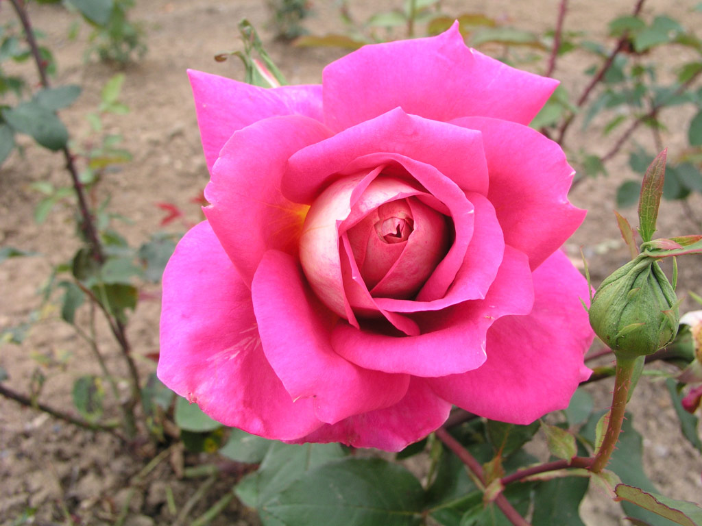 růže Pigalle (1951)
