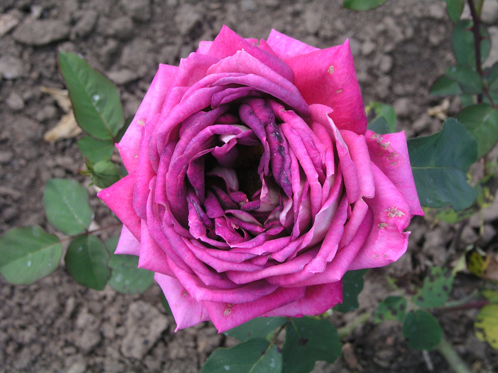 růže Pigalle (1951)