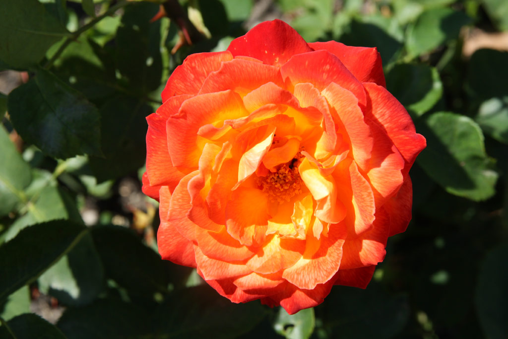 růže Pigalle (1983)