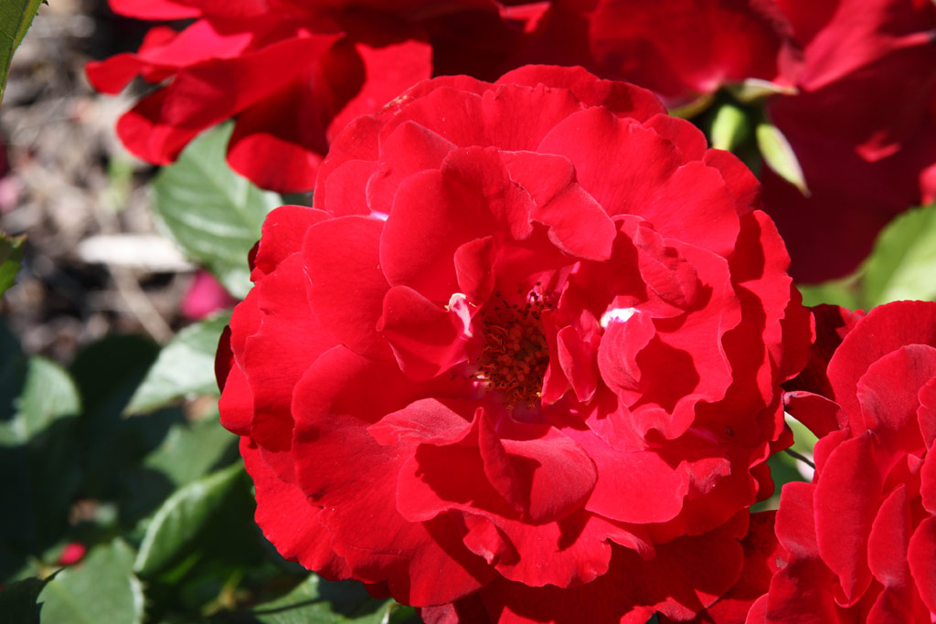 růže Pineapple Poll