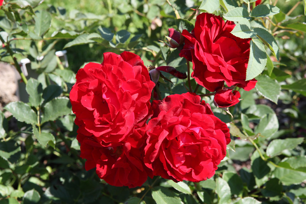 růže Pineapple Poll