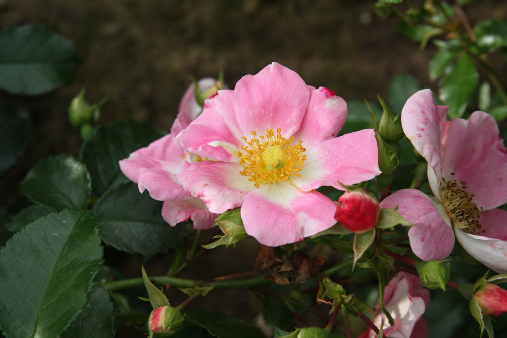 růže Pink Bassino