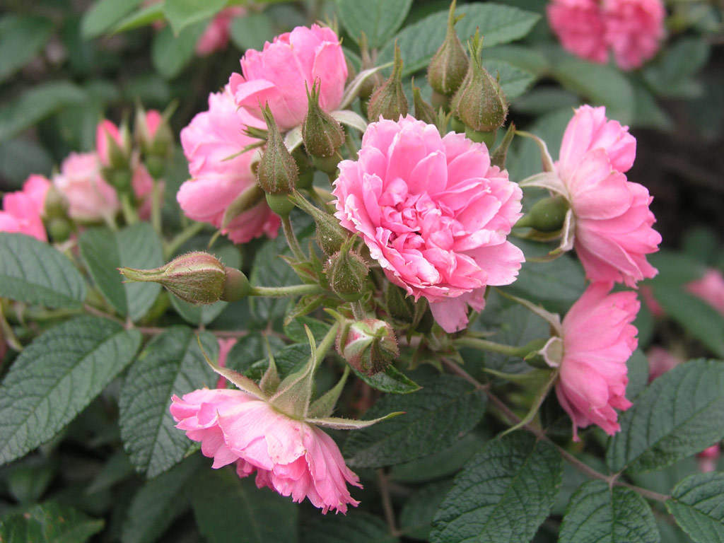 růže Pink Grootendorst