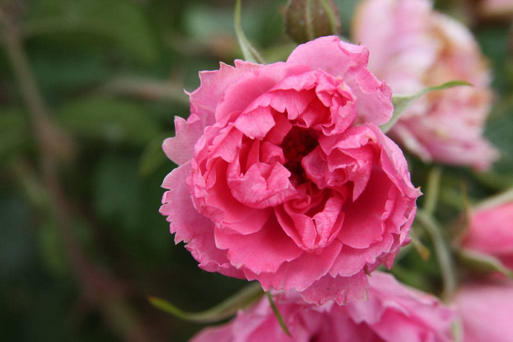 růže Pink Grootendorst