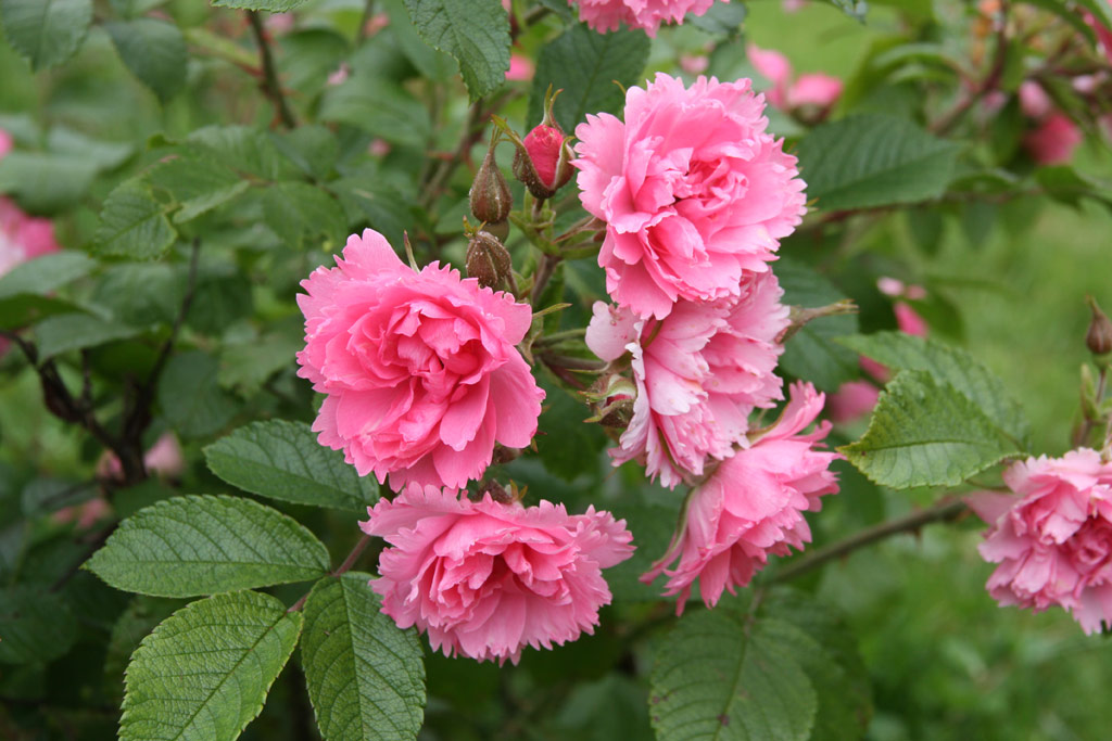 růže Pink Grootendorst